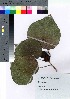  ( - oOGA0085)  @11 [ ] Copyright (2021) Unspecified Forestry and Forest Products Research Institute