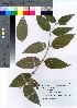  (Thunbergia affinis - oOGA0089)  @11 [ ] Copyright (2021) Unspecified Forestry and Forest Products Research Institute