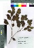  (Metrosideros - oOGA0090)  @11 [ ] Copyright (2021) Unspecified Forestry and Forest Products Research Institute