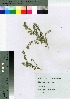  (Euphorbia thymifolia - oOGA0099)  @11 [ ] Copyright (2021) Unspecified Forestry and Forest Products Research Institute