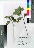  ( - SZ_01)  @11 [ ] Copyright (2020) Unspecified Forestry and Forest Products Research Institute