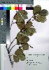  ( - gfsk0001)  @11 [ ] Copyright (2021) Unspecified Forestry and Forest Products Research Institute