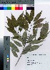  ( - gfsk0009)  @11 [ ] Copyright (2021) Unspecified Forestry and Forest Products Research Institute