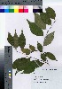  ( - gfsk0016)  @11 [ ] Copyright (2021) Unspecified Forestry and Forest Products Research Institute