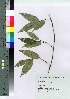  ( - gfsk0028)  @11 [ ] Copyright (2021) Unspecified Forestry and Forest Products Research Institute