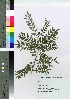  ( - gfsk0039)  @11 [ ] Copyright (2021) Unspecified Forestry and Forest Products Research Institute
