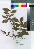  ( - gfsk0055)  @11 [ ] Copyright (2021) Unspecified Forestry and Forest Products Research Institute