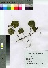  ( - SKASH025)  @11 [ ] Copyright (2021) Unspecified Forestry and Forest Products Research Institute