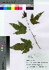  ( - SKASH039)  @11 [ ] Copyright (2021) Unspecified Forestry and Forest Products Research Institute