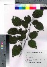  ( - SKASH052)  @11 [ ] Copyright (2021) Unspecified Forestry and Forest Products Research Institute
