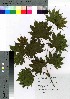  (Acer shirasawanum - oINA1001)  @11 [ ] Copyright (2020) Unspecified Forestry and Forest Products Research Institute