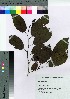  ( - oFTB1007)  @11 [ ] Copyright (2020) Unspecified Forestry and Forest Products Research Institute