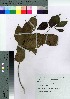  ( - TD100005)  @11 [ ] Copyright (2020) Unspecified Forestry and Forest Products Research Institute