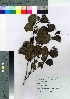  ( - TD100008)  @11 [ ] Copyright (2020) Unspecified Forestry and Forest Products Research Institute