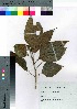  ( - Sakio003)  @11 [ ] Copyright (2020) Unspecified Forestry and Forest Products Research Institute