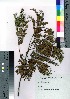 ( - Sakio015)  @11 [ ] Copyright (2020) Unspecified Forestry and Forest Products Research Institute