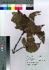  ( - Sakio018)  @11 [ ] Copyright (2020) Unspecified Forestry and Forest Products Research Institute