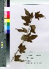  ( - Sakio019)  @11 [ ] Copyright (2020) Unspecified Forestry and Forest Products Research Institute