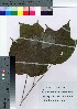  ( - Sakio020)  @11 [ ] Copyright (2020) Unspecified Forestry and Forest Products Research Institute