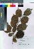  ( - Sakio026)  @11 [ ] Copyright (2020) Unspecified Forestry and Forest Products Research Institute