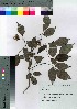  ( - Sakio030)  @11 [ ] Copyright (2020) Unspecified Forestry and Forest Products Research Institute