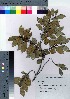  ( - Sakio032)  @11 [ ] Copyright (2021) Unspecified Forestry and Forest Products Research Institute