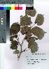  ( - Sakio044)  @11 [ ] Copyright (2021) Unspecified Forestry and Forest Products Research Institute