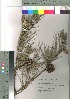  ( - Sakio046)  @11 [ ] Copyright (2021) Unspecified Forestry and Forest Products Research Institute
