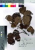  ( - Sakio047)  @11 [ ] Copyright (2021) Unspecified Forestry and Forest Products Research Institute