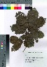  ( - Sakio051)  @11 [ ] Copyright (2021) Unspecified Forestry and Forest Products Research Institute