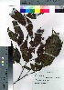  ( - Sakio059)  @11 [ ] Copyright (2021) Unspecified Forestry and Forest Products Research Institute