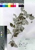  ( - Sakio061)  @11 [ ] Copyright (2021) Unspecified Forestry and Forest Products Research Institute