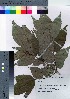  ( - Sakio063)  @11 [ ] Copyright (2021) Unspecified Forestry and Forest Products Research Institute