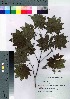  ( - Sakio069)  @11 [ ] Copyright (2021) Unspecified Forestry and Forest Products Research Institute