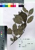  ( - Sakio071)  @11 [ ] Copyright (2021) Unspecified Forestry and Forest Products Research Institute