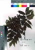  ( - Sakio074)  @11 [ ] Copyright (2021) Unspecified Forestry and Forest Products Research Institute