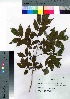  ( - Sakio075)  @11 [ ] Copyright (2021) Unspecified Forestry and Forest Products Research Institute
