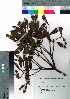  ( - Sakio076)  @11 [ ] Copyright (2021) Unspecified Forestry and Forest Products Research Institute