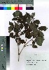  ( - Sakio083)  @11 [ ] Copyright (2021) Unspecified Forestry and Forest Products Research Institute
