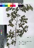  ( - Sakio090)  @11 [ ] Copyright (2021) Unspecified Forestry and Forest Products Research Institute