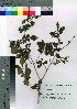  ( - Sakio091)  @11 [ ] Copyright (2021) Unspecified Forestry and Forest Products Research Institute