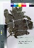  ( - Sakio093)  @11 [ ] Copyright (2021) Unspecified Forestry and Forest Products Research Institute