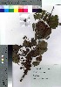  ( - Sakio097)  @11 [ ] Copyright (2021) Unspecified Forestry and Forest Products Research Institute