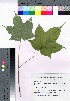  ( - SKASH064)  @11 [ ] Copyright (2020) Unspecified Forestry and Forest Products Research Institute