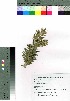  ( - SKASH074)  @11 [ ] Copyright (2020) Unspecified Forestry and Forest Products Research Institute