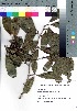  ( - Suzuki035)  @11 [ ] Copyright (2020) Unspecified Forestry and Forest Products Research Institute