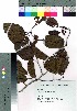  (Alnus trabeculosa - Suzuki037)  @11 [ ] Copyright (2020) Unspecified Forestry and Forest Products Research Institute