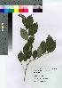  ( - Suzuki040)  @11 [ ] Copyright (2021) Unspecified Forestry and Forest Products Research Institute