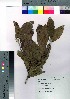  ( - Suzuki041)  @11 [ ] Copyright (2021) Unspecified Forestry and Forest Products Research Institute