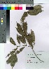 ( - Suzuki052)  @11 [ ] Copyright (2021) Unspecified Forestry and Forest Products Research Institute